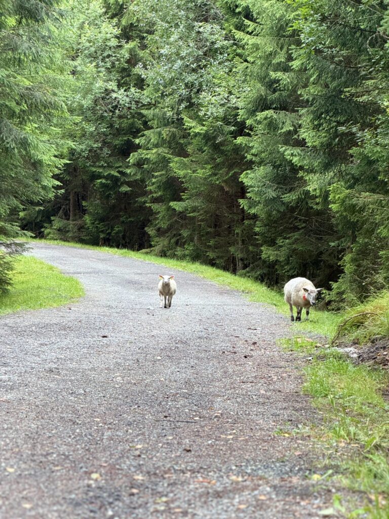 Two sheep on a gravel forest road between spruce trees above Nordfjordeid
